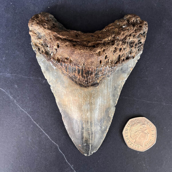 Megalodon Tooth No.64
