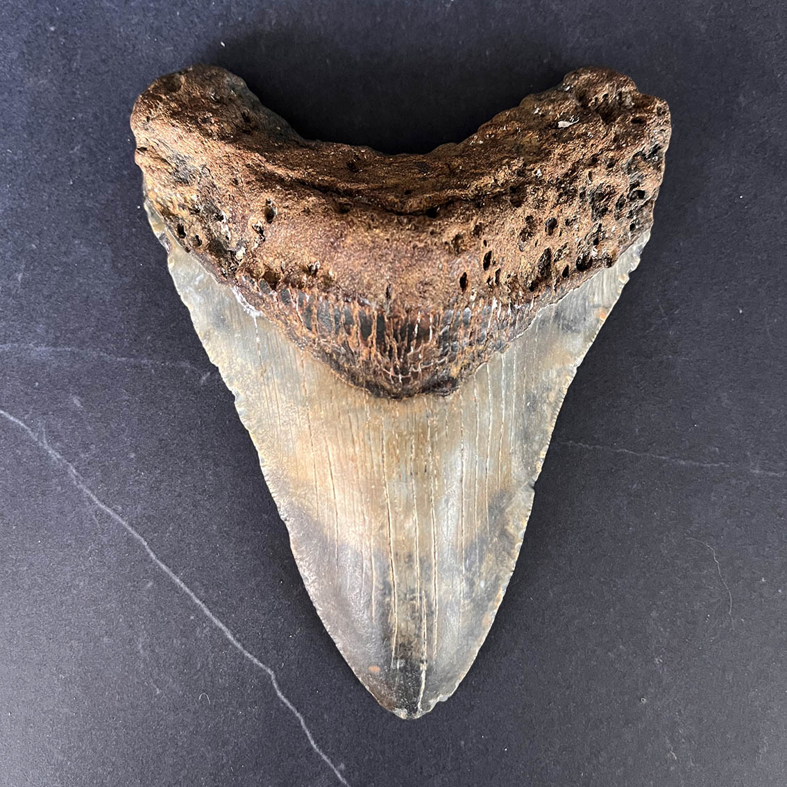 Megalodon Tooth No.64 - Image 2