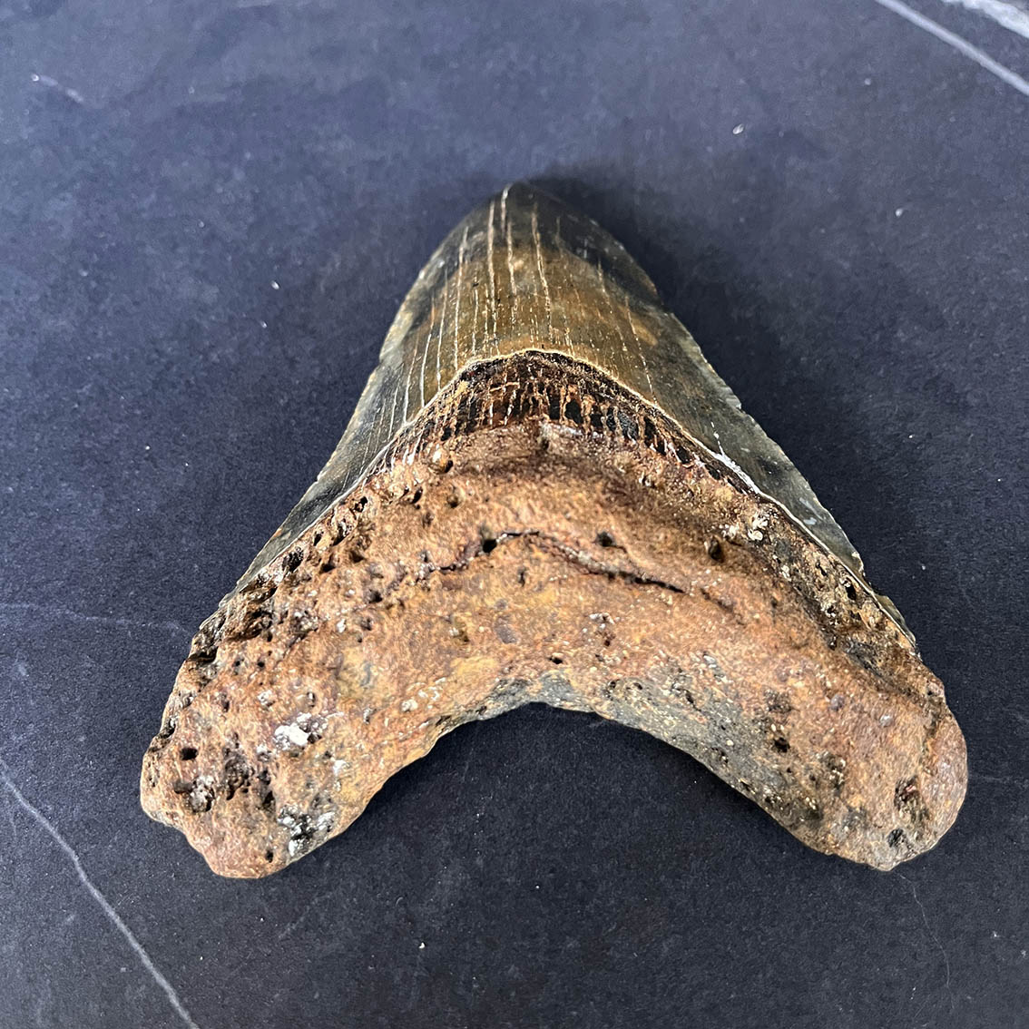Megalodon Tooth No.64 - Image 3