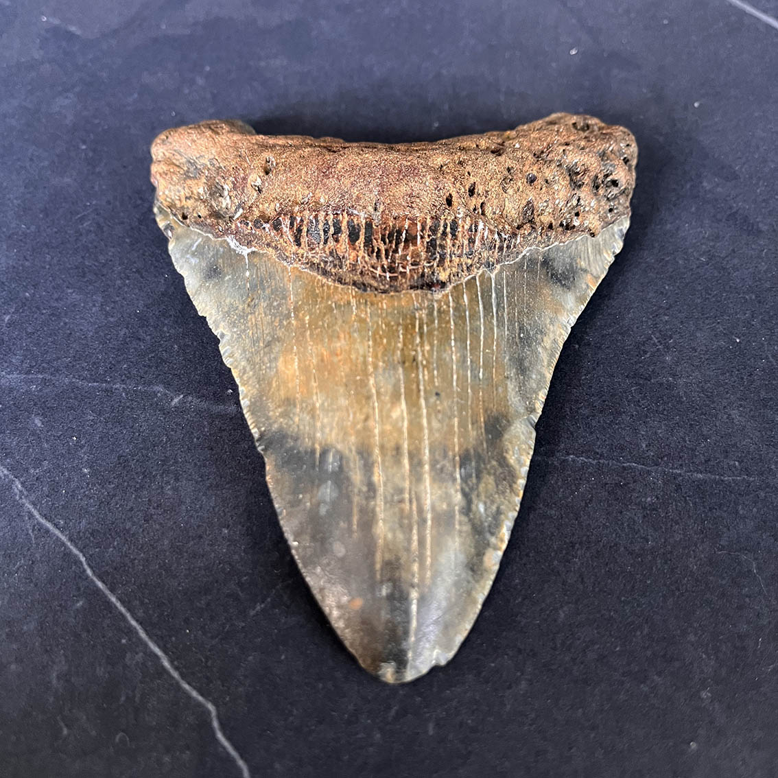 Megalodon Tooth No.64 - Image 4