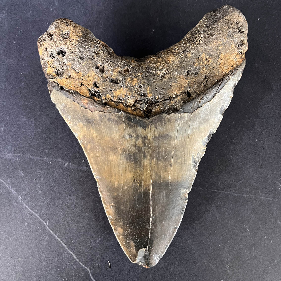 Megalodon Tooth No.64 - Image 5