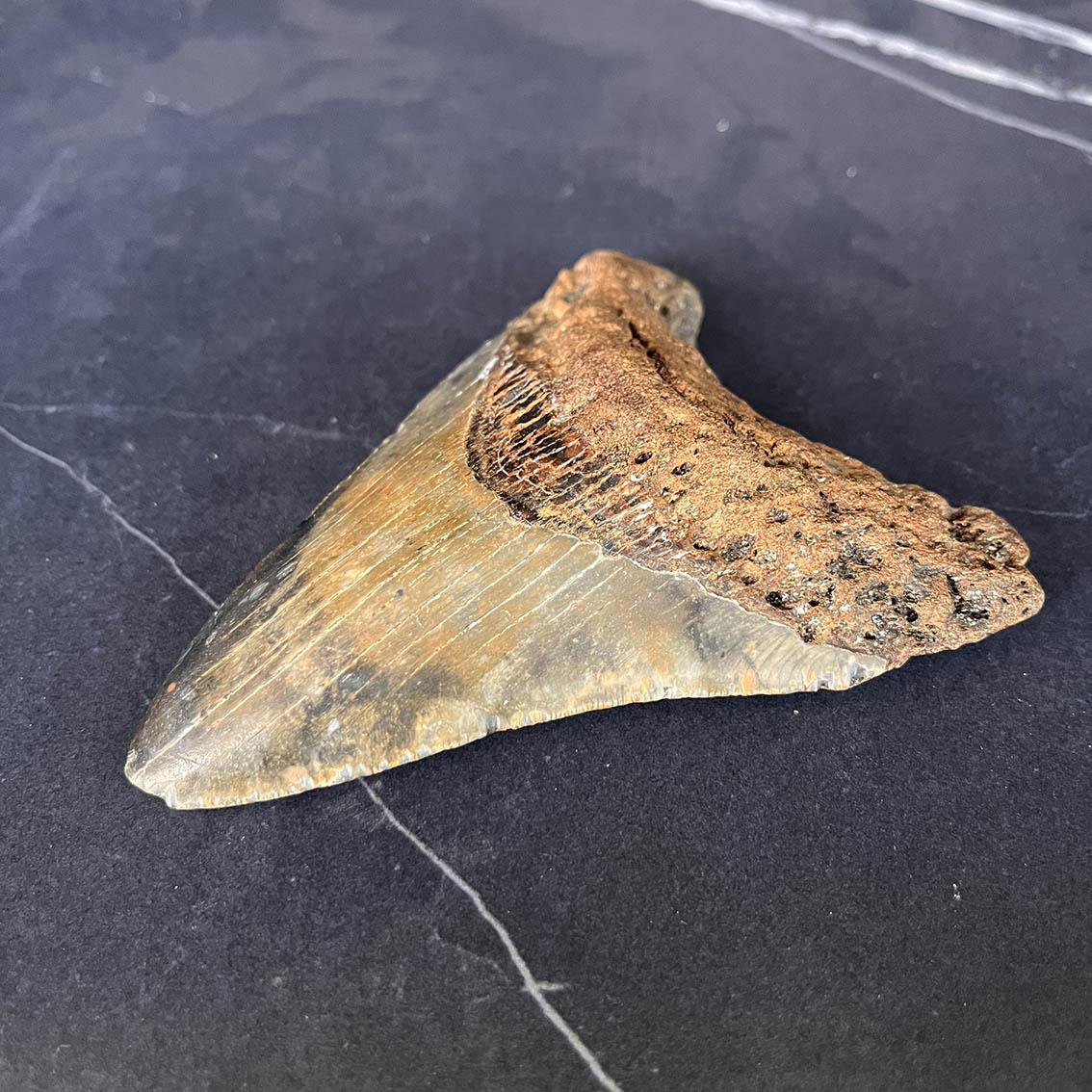 Megalodon Tooth No.64 - Image 6