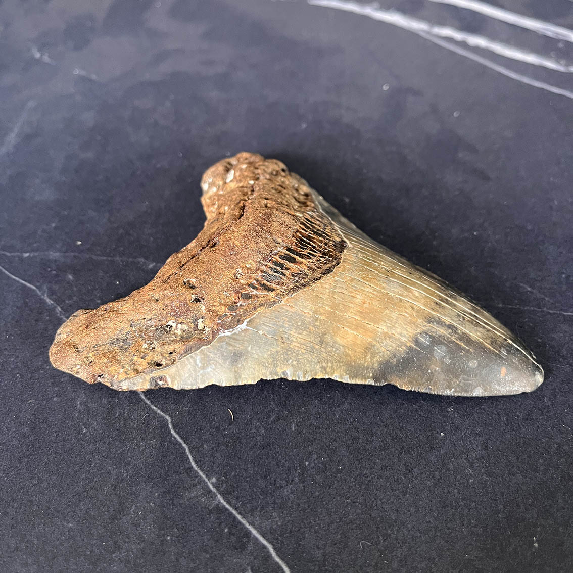 Megalodon Tooth No.64 - Image 7