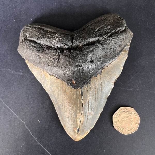 Megalodon Tooth No.70