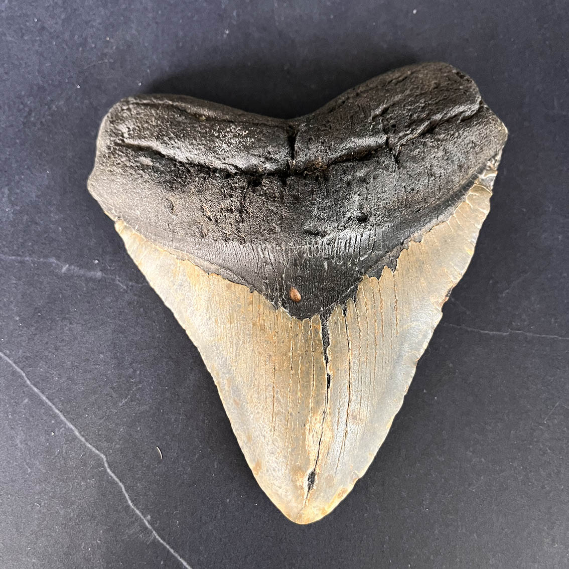 Megalodon Tooth No.70 - Image 2