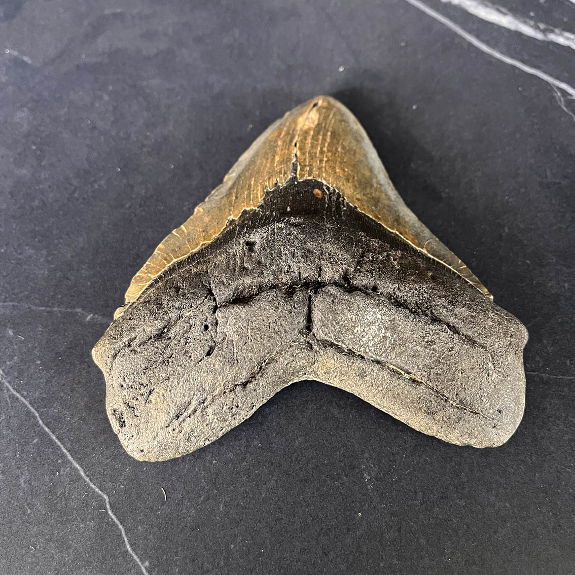 Megalodon Tooth No.70 - Image 3
