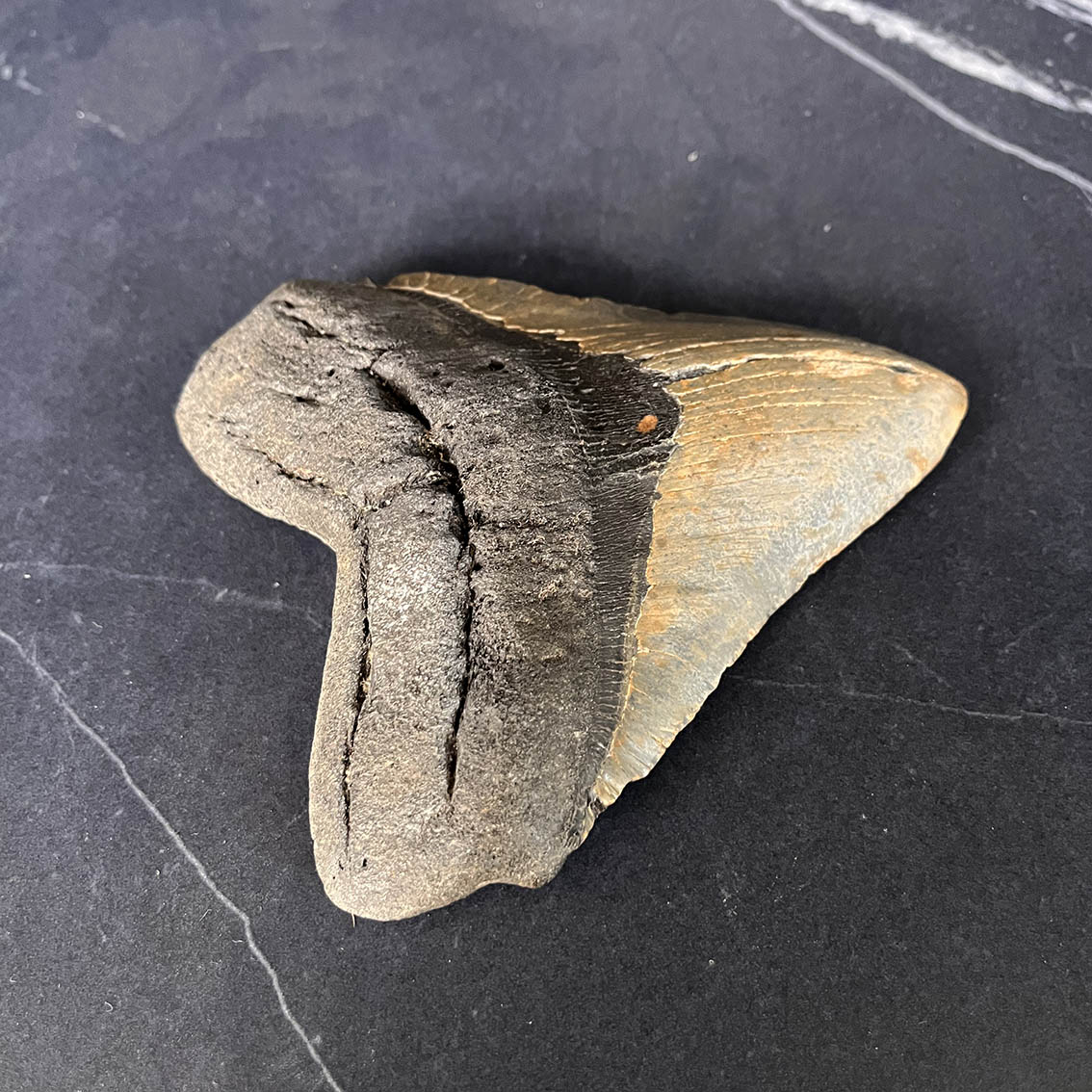 Megalodon Tooth No.70 - Image 4