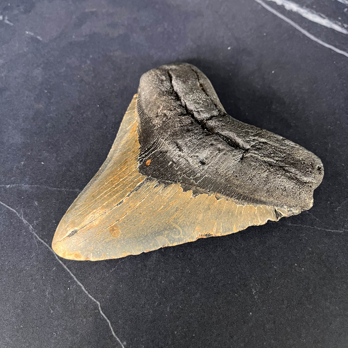 Megalodon Tooth No.70 - Image 5