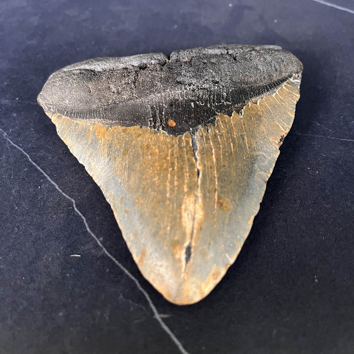 Megalodon Tooth No.70 - Image 6