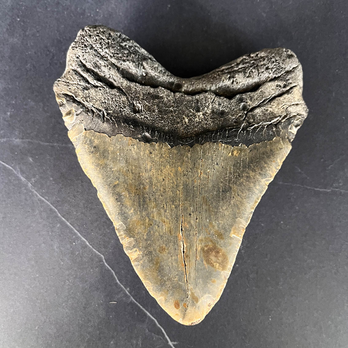 Megalodon Tooth No.70 - Image 7