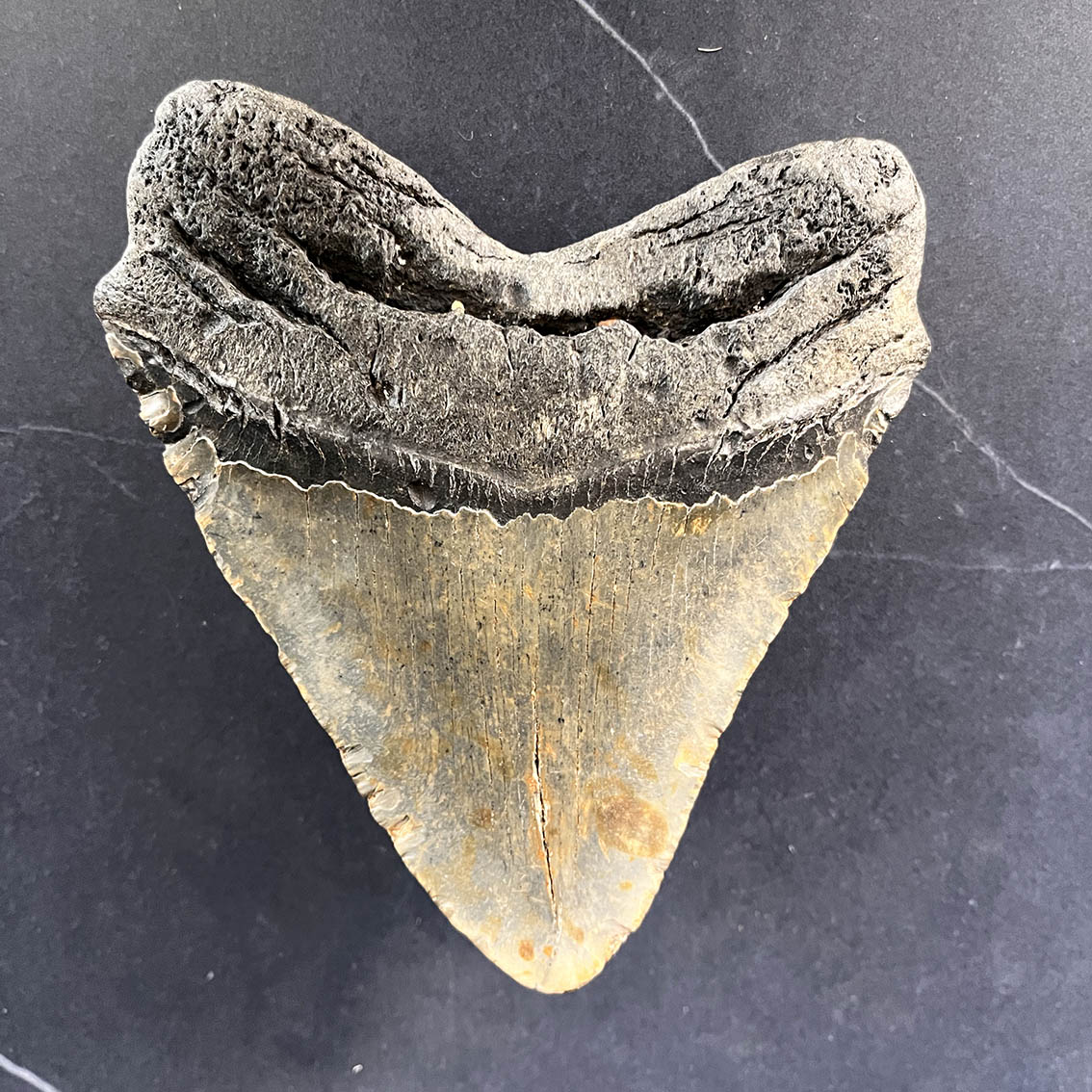 Megalodon Tooth No.70 - Image 8