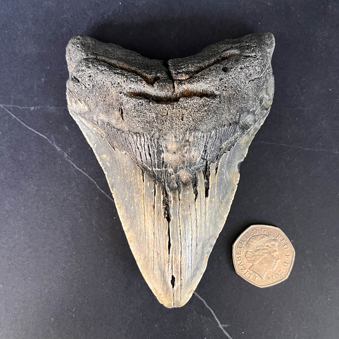 Megalodon Tooth No.71