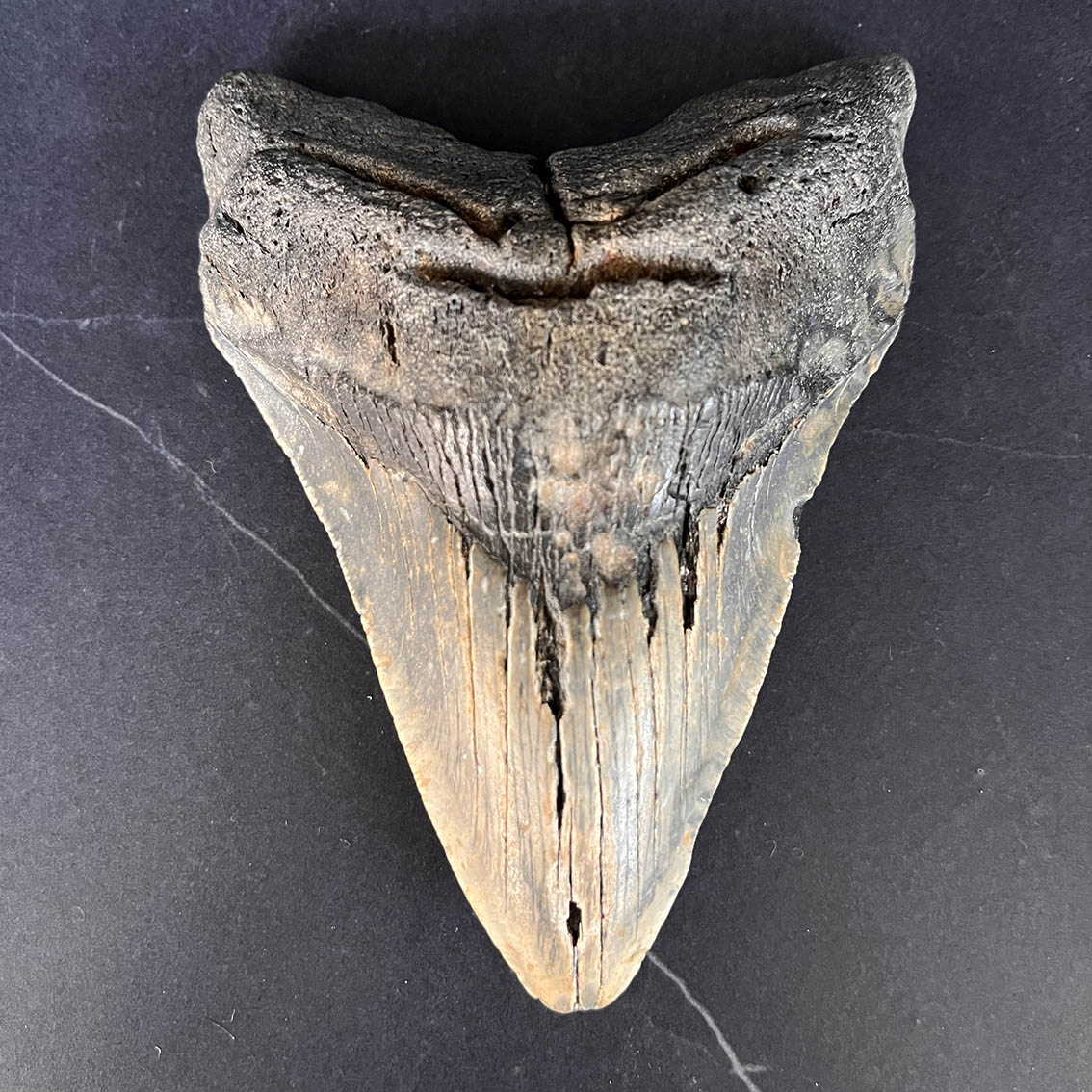 Megalodon Tooth No.71 - Image 2