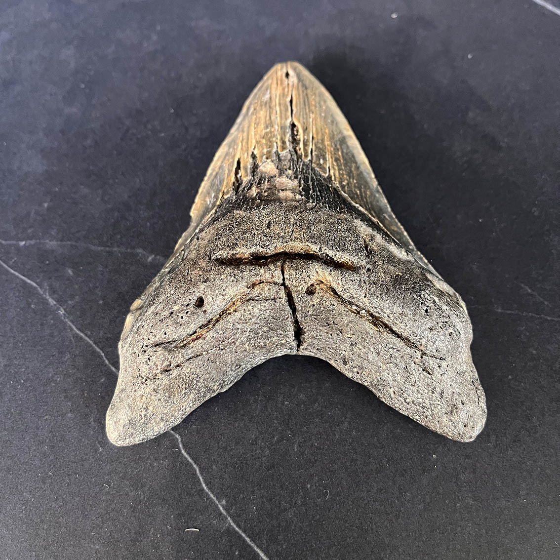 Megalodon Tooth No.71 - Image 3