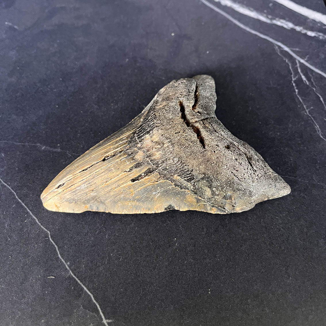 Megalodon Tooth No.71 - Image 4