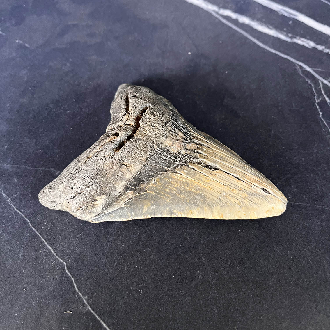 Megalodon Tooth No.71 - Image 5