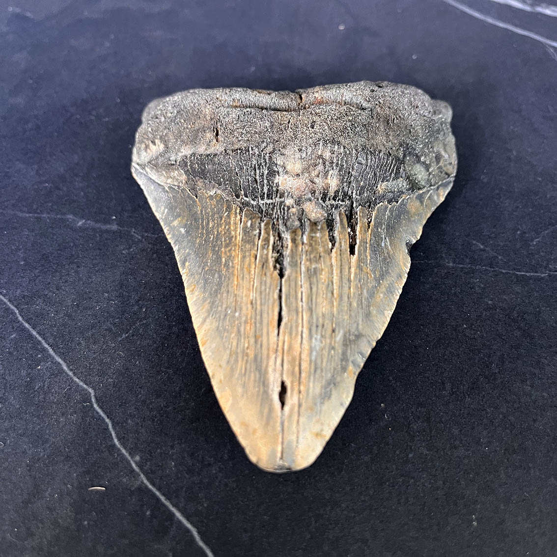 Megalodon Tooth No.71 - Image 6