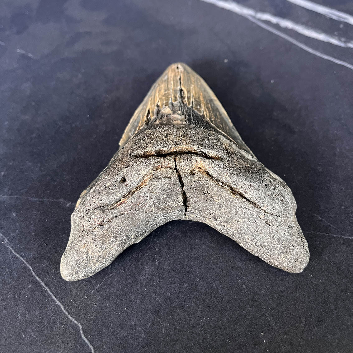 Megalodon Tooth No.71 - Image 7