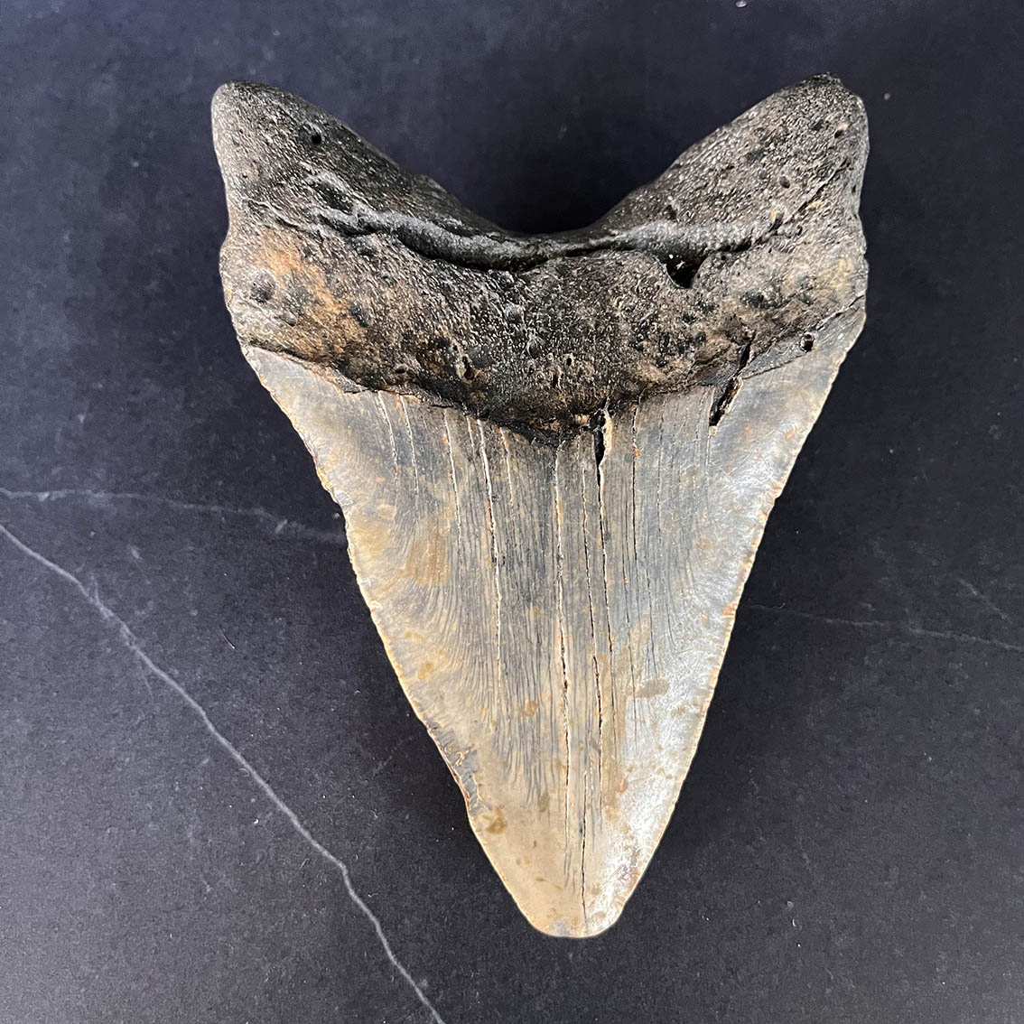 Megalodon Tooth No.71 - Image 8