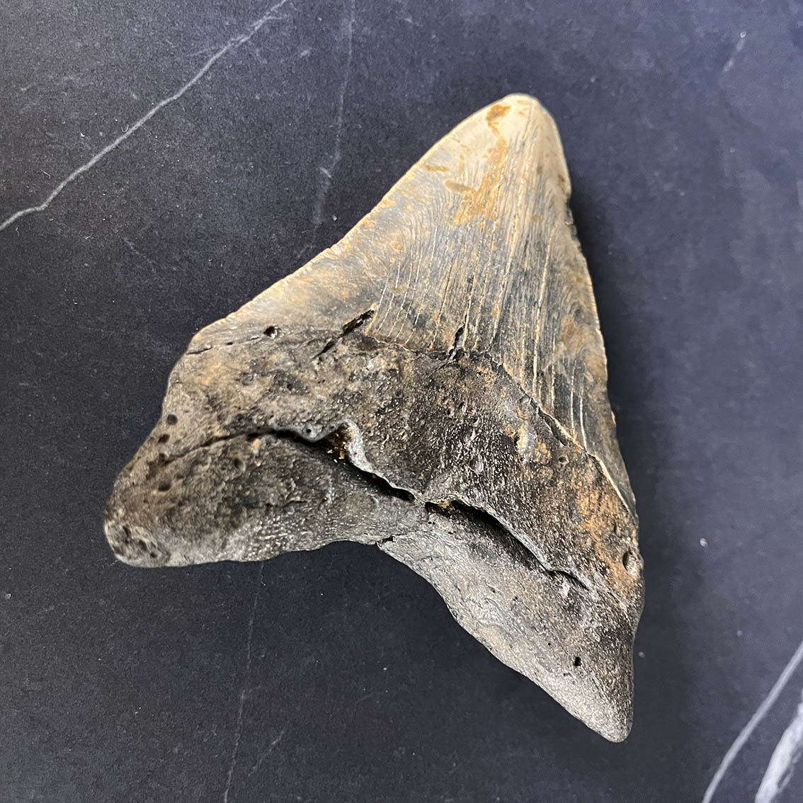 Megalodon Tooth No.71 - Image 9