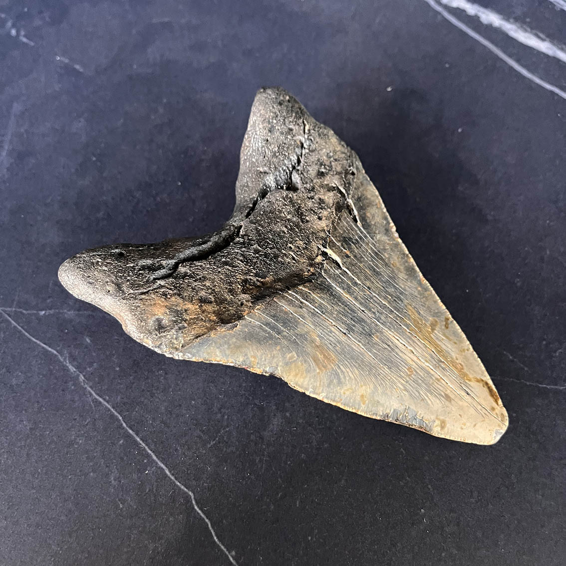 Megalodon Tooth No.71 - Image 10