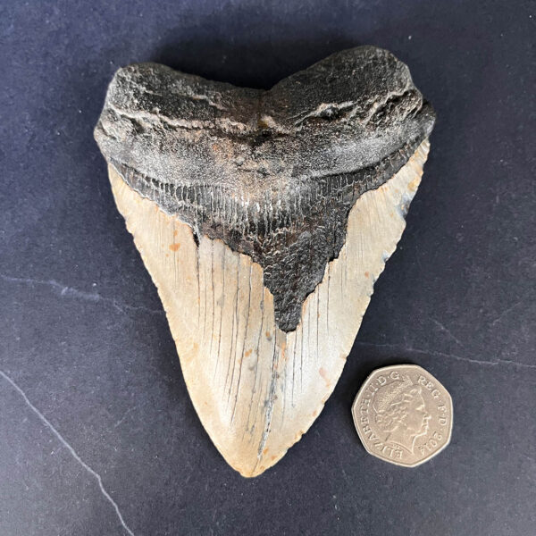 Megalodon Tooth No.69