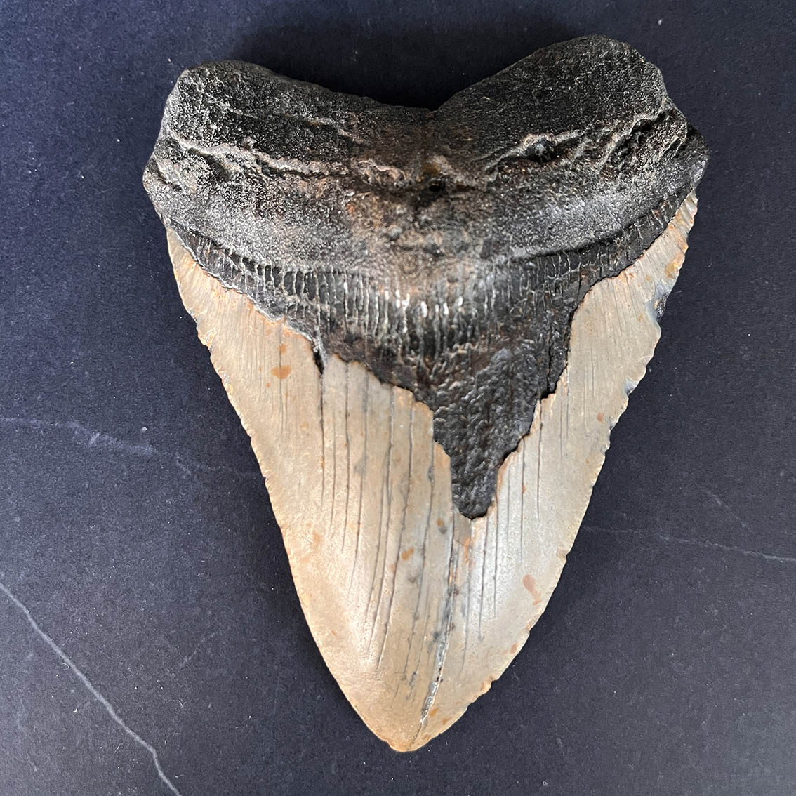 Megalodon Tooth No.69 - Image 2