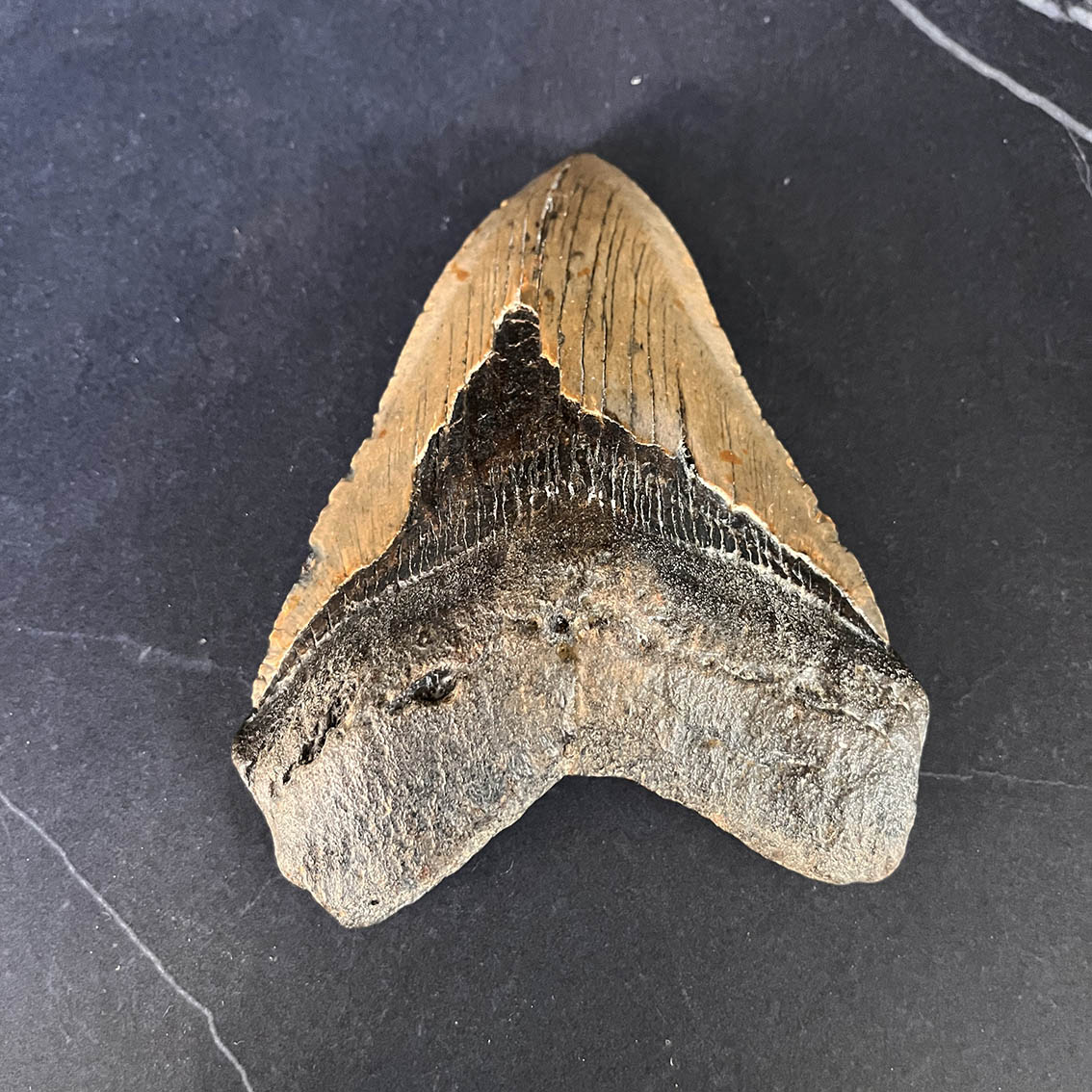 Megalodon Tooth No.69 - Image 3