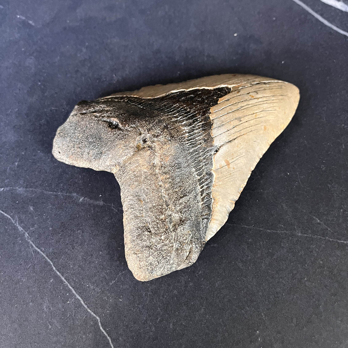 Megalodon Tooth No.69 - Image 4