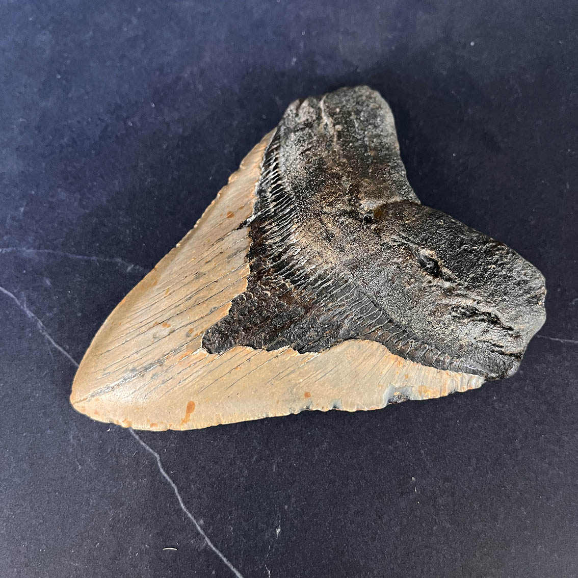 Megalodon Tooth No.69 - Image 5