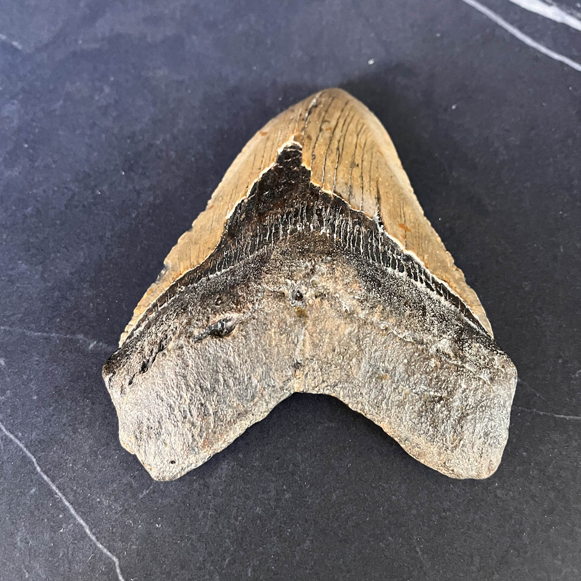 Megalodon Tooth No.69 - Image 6