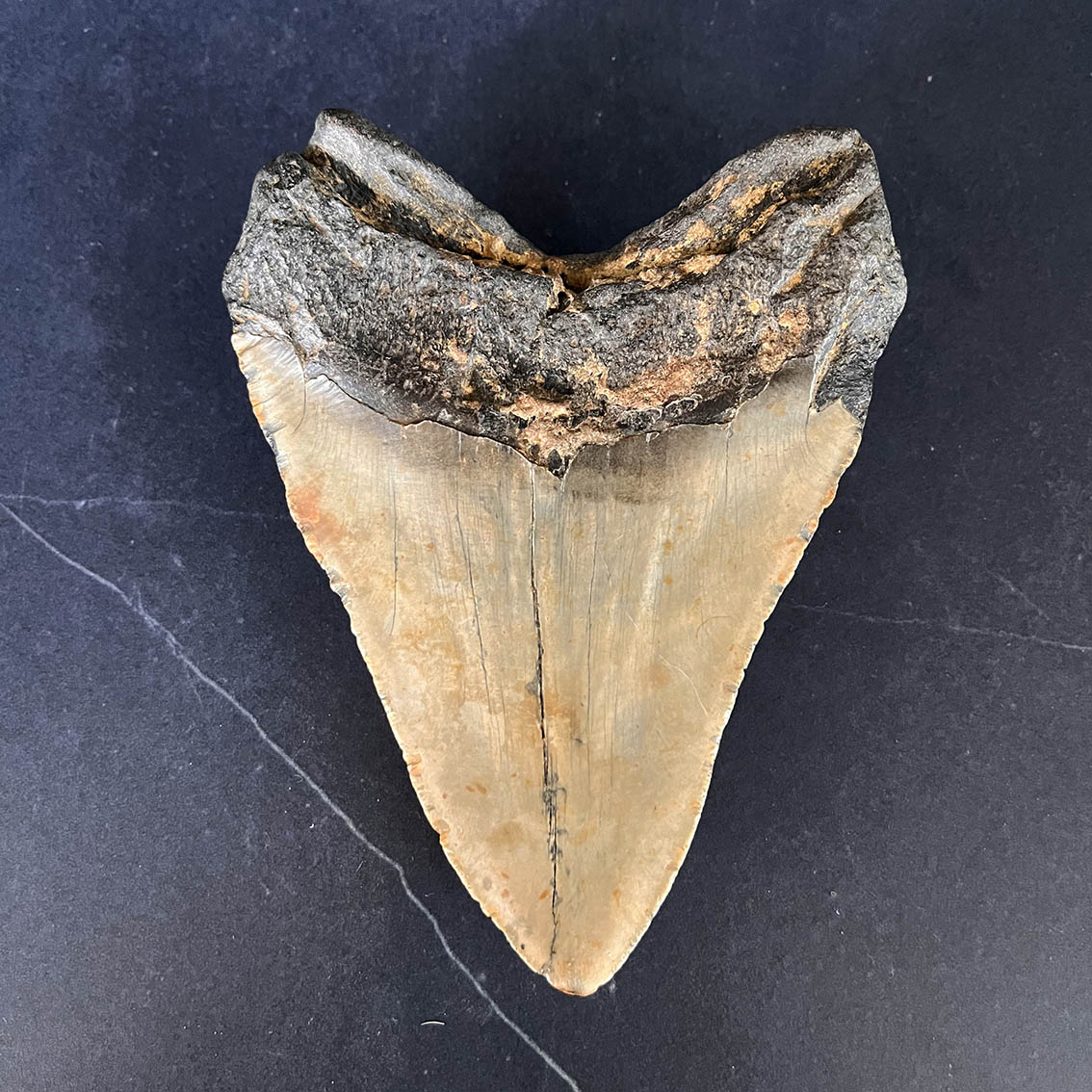 Megalodon Tooth No.69 - Image 7