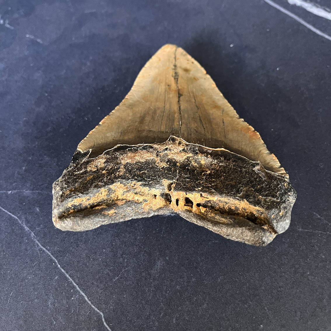 Megalodon Tooth No.69 - Image 8