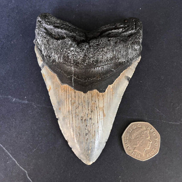 Megalodon Tooth No.65