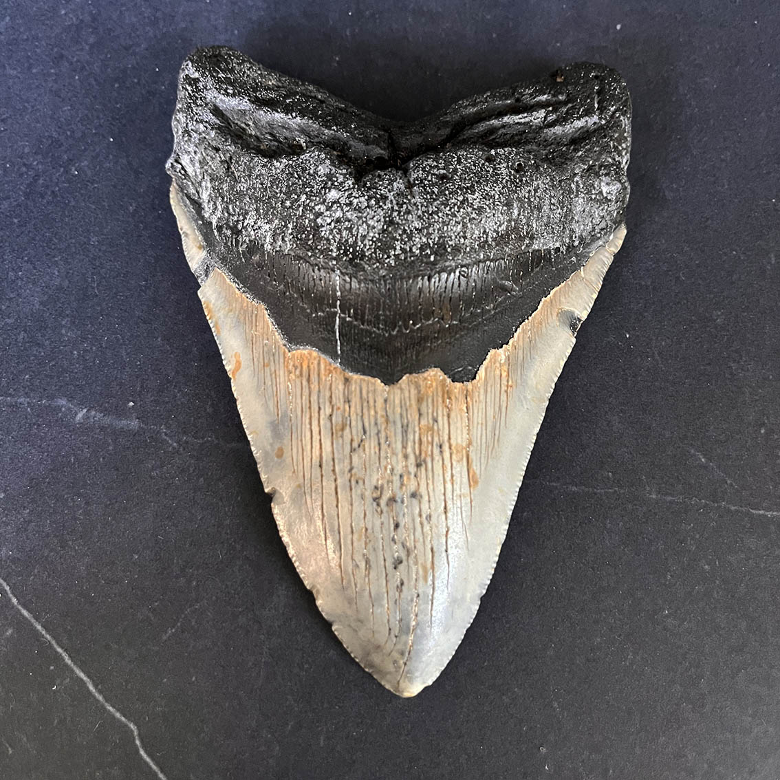 Megalodon Tooth No.65 - Image 2