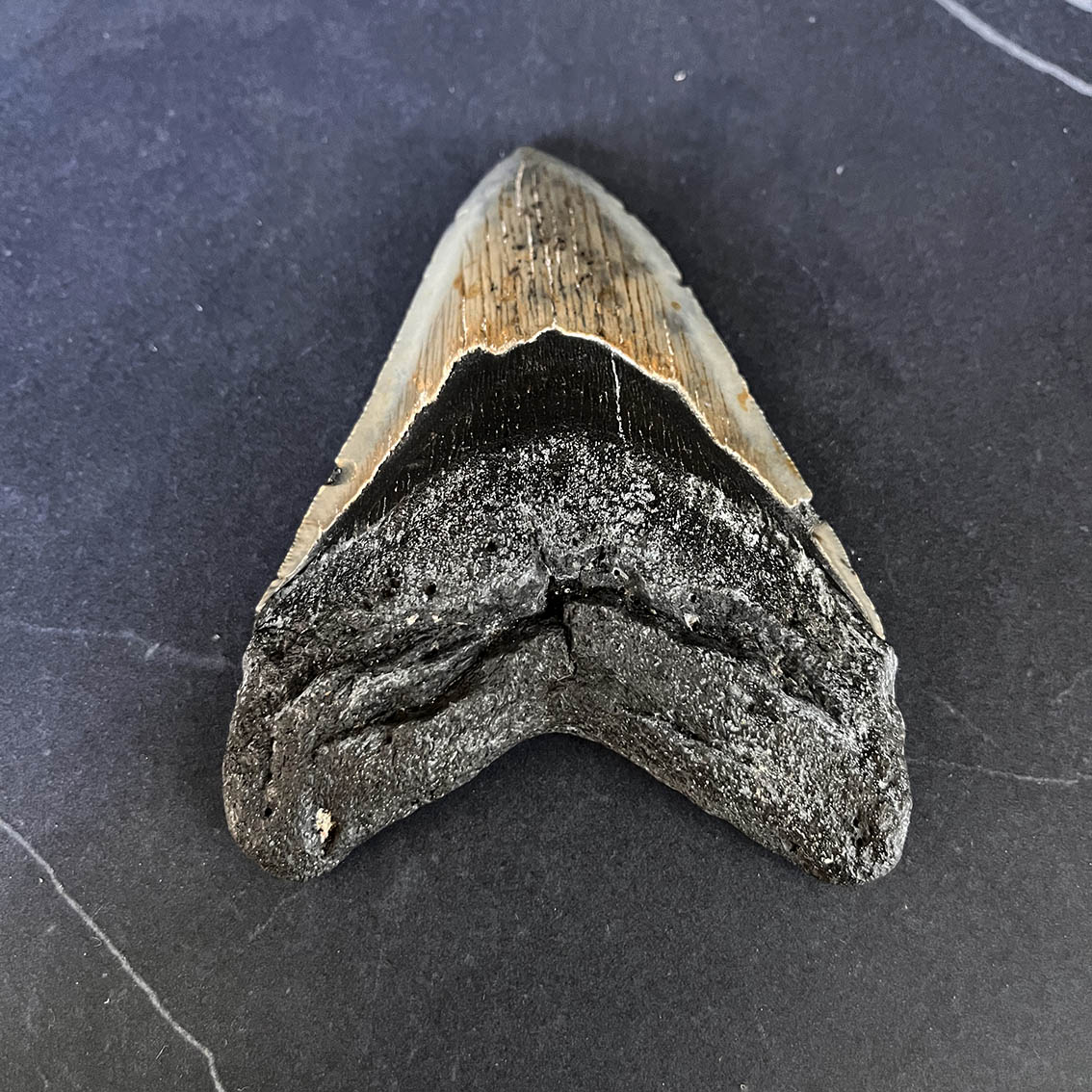 Megalodon Tooth No.65 - Image 3