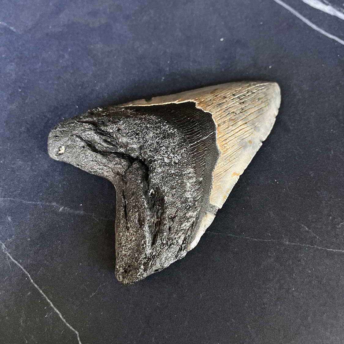 Megalodon Tooth No.65 - Image 4