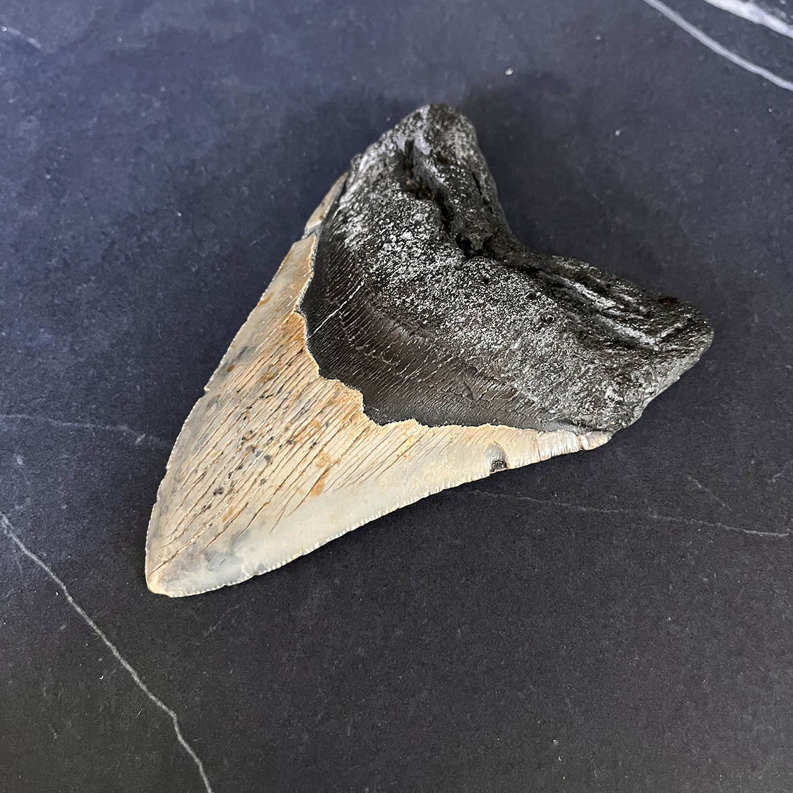 Megalodon Tooth No.65 - Image 5