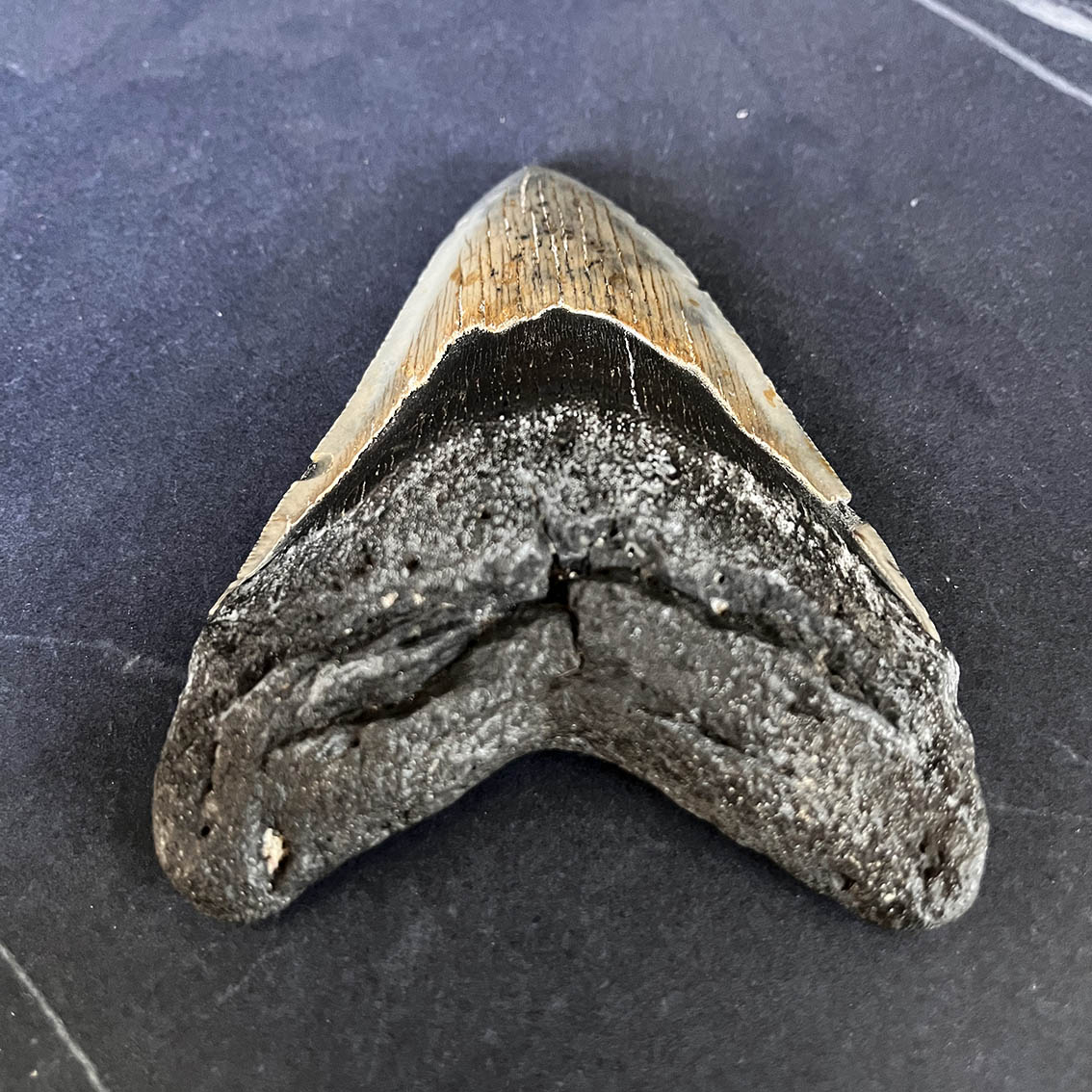 Megalodon Tooth No.65 - Image 6