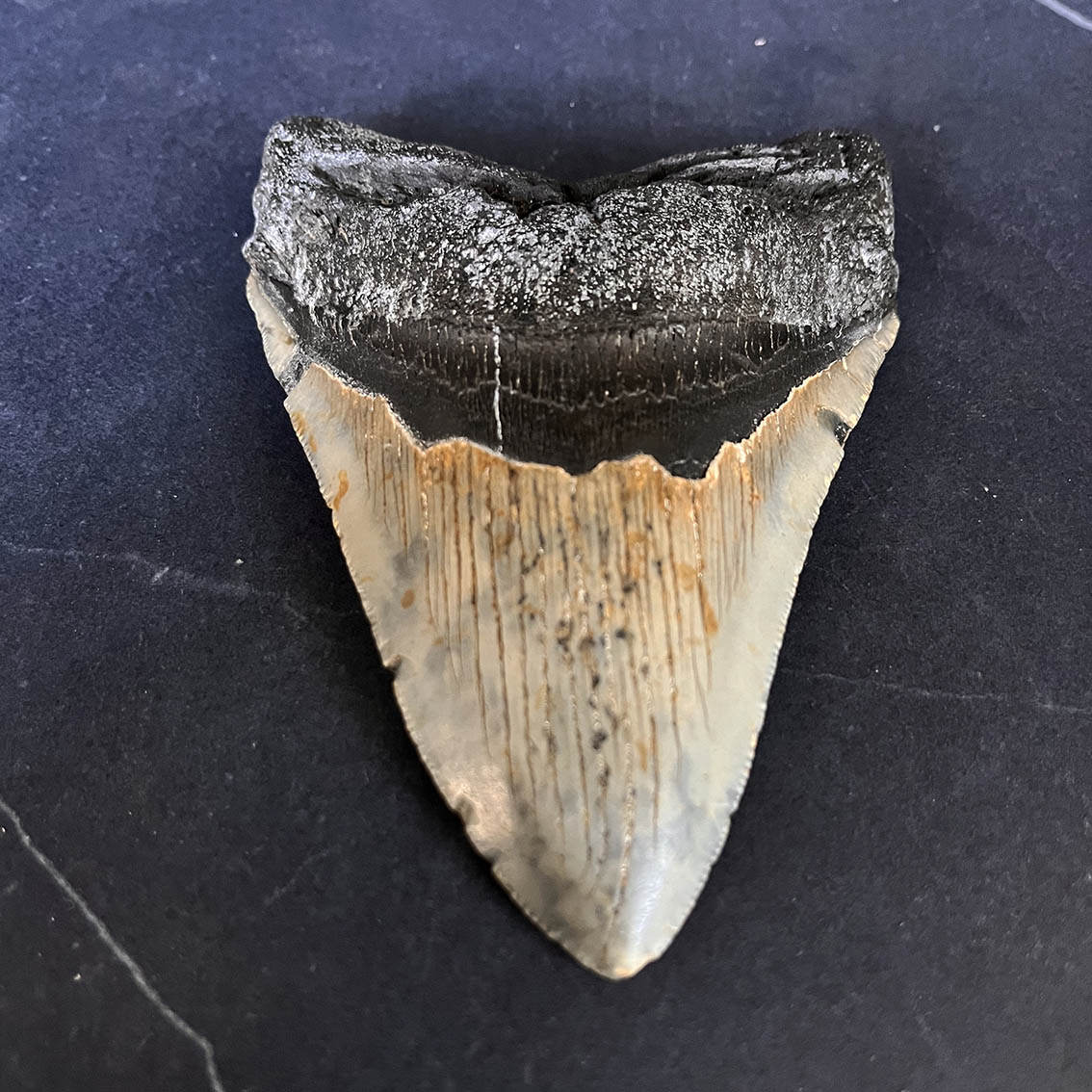 Megalodon Tooth No.65 - Image 7