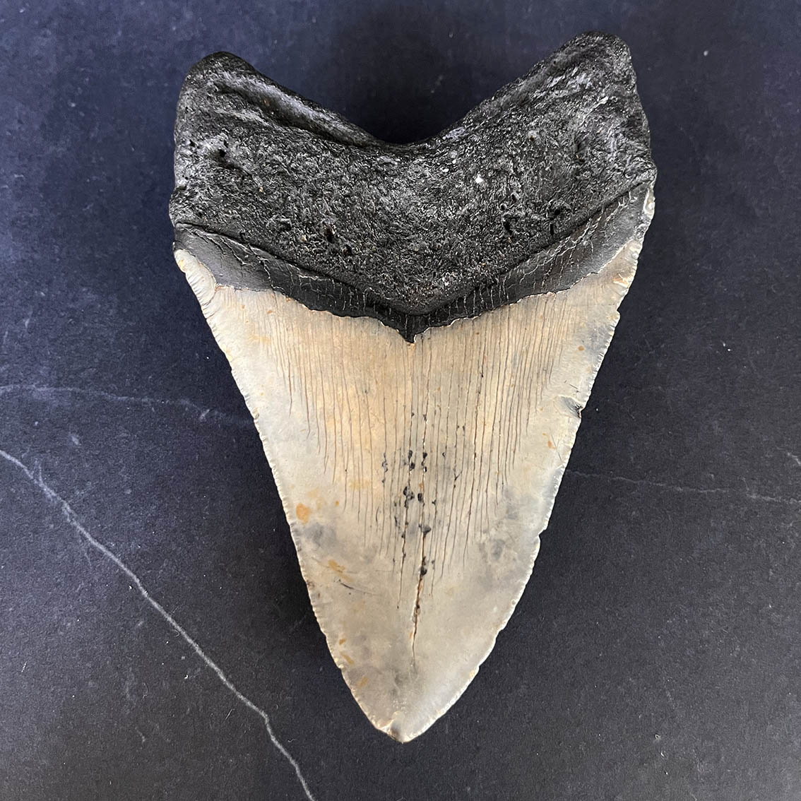 Megalodon Tooth No.65 - Image 8