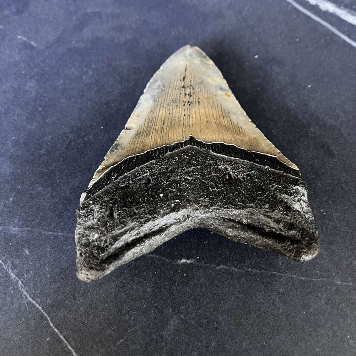 Megalodon Tooth No.65 - Image 9