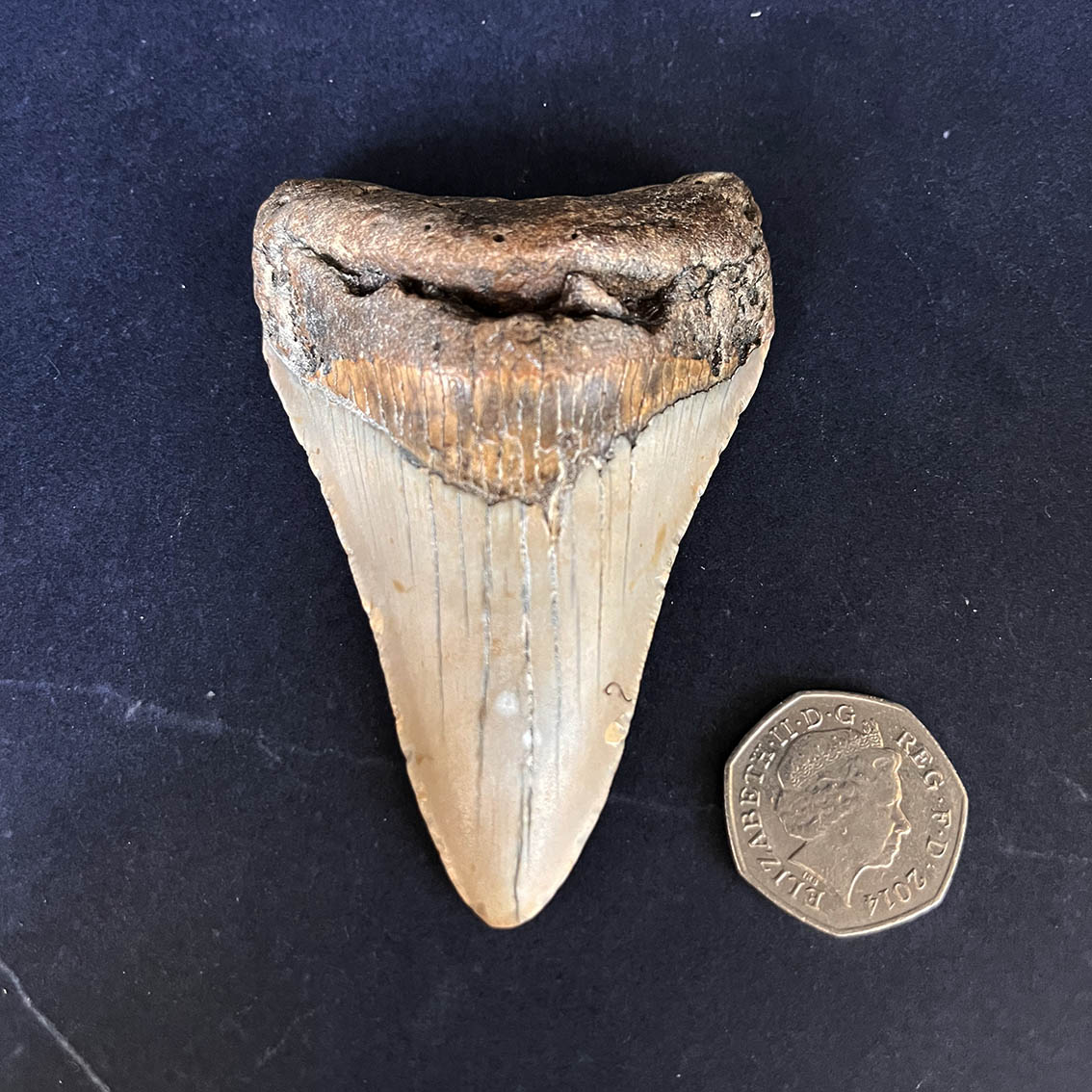 Megalodon Tooth No.60