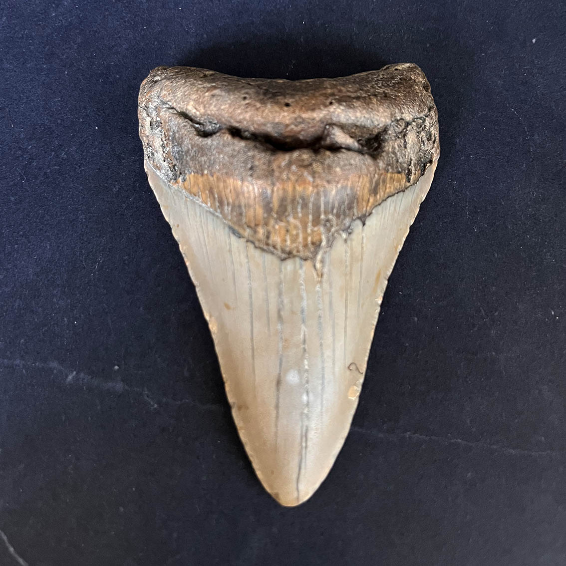 Megalodon Tooth No.60 - Image 2
