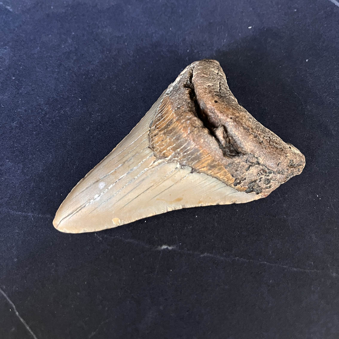 Megalodon Tooth No.60 - Image 4