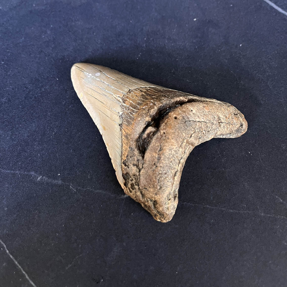 Megalodon Tooth No.60 - Image 5