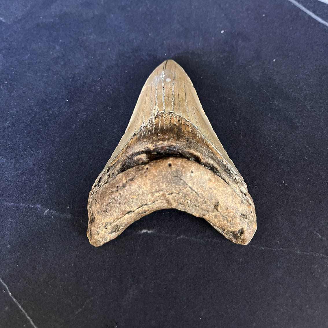 Megalodon Tooth No.60 - Image 6