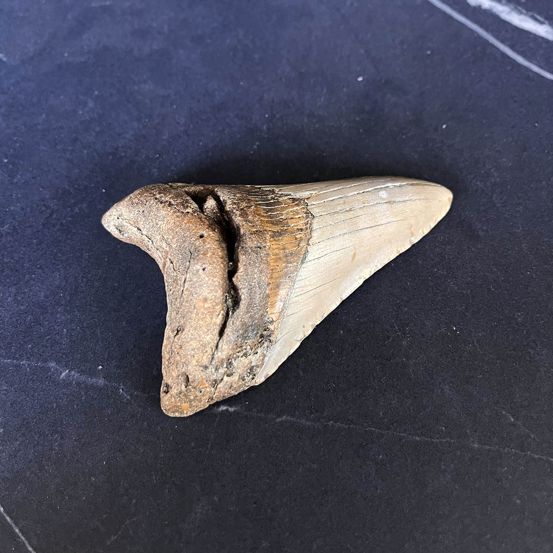 Megalodon Tooth No.60 - Image 7