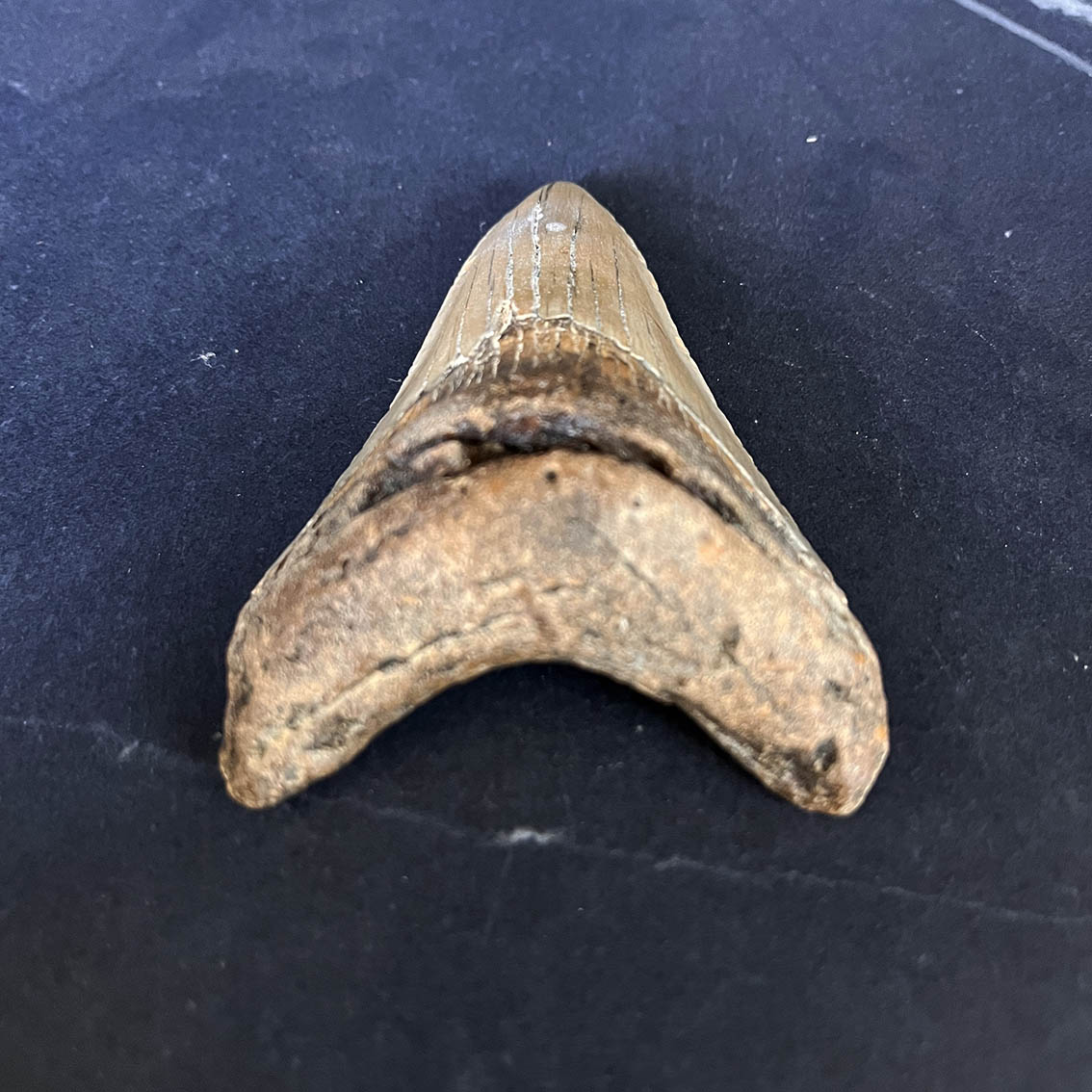 Megalodon Tooth No.60 - Image 8