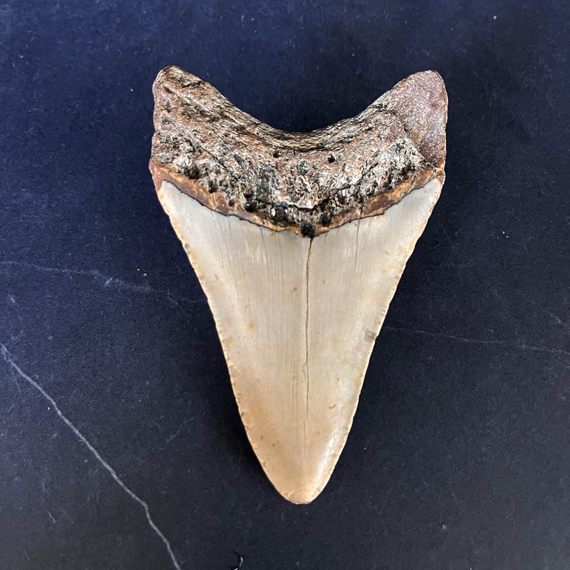 Megalodon Tooth No.60 - Image 9
